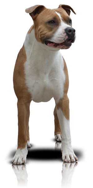 Bailey