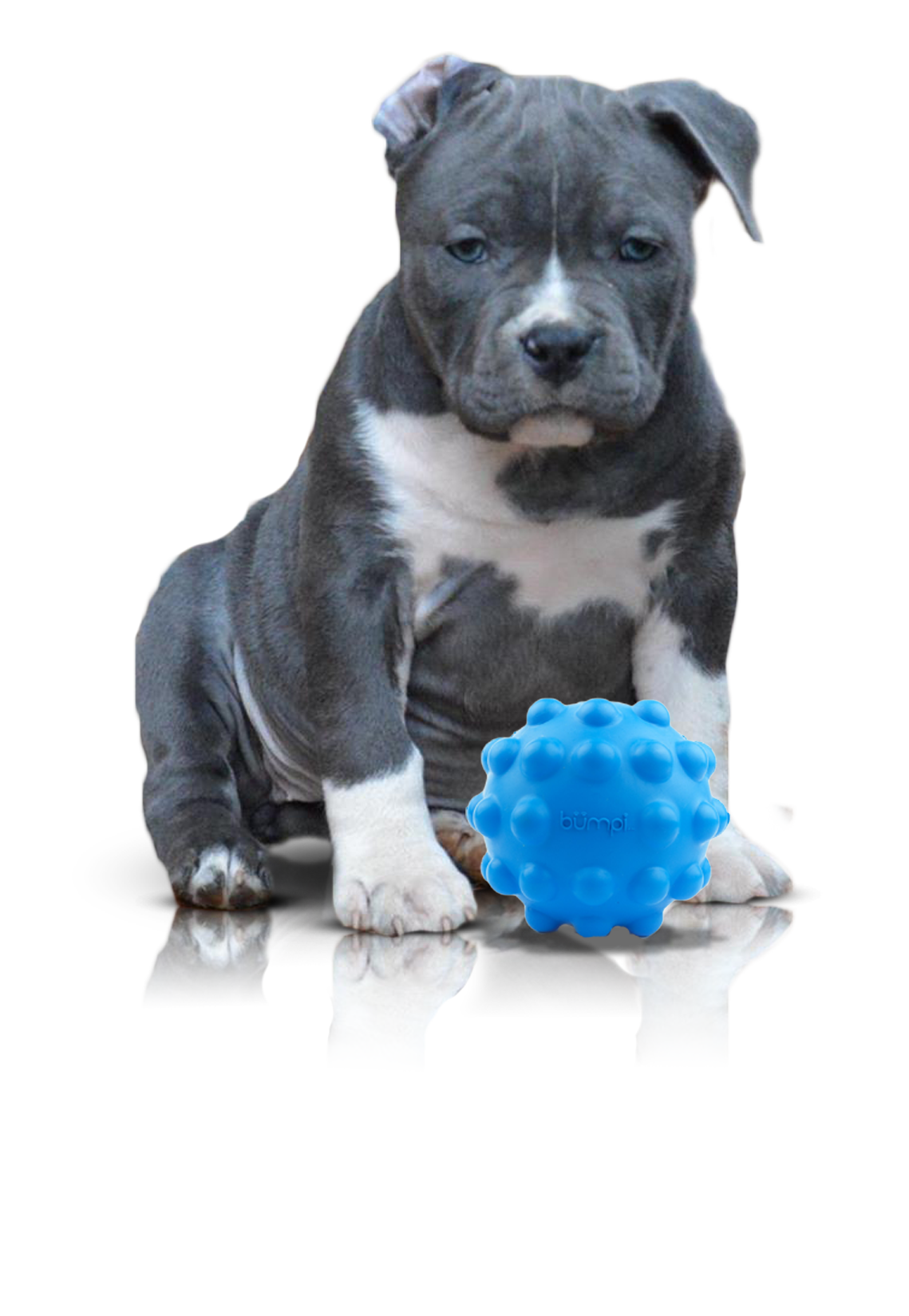 puppies
